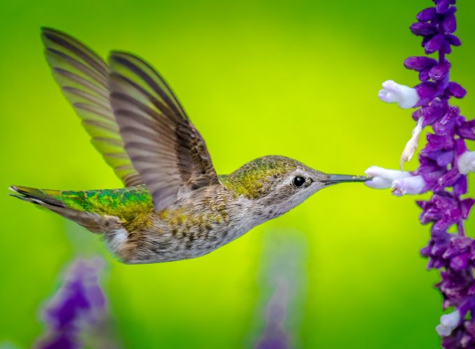 Wallpaper Hummingbird, bird, flower, 5k, Animals 1523915091